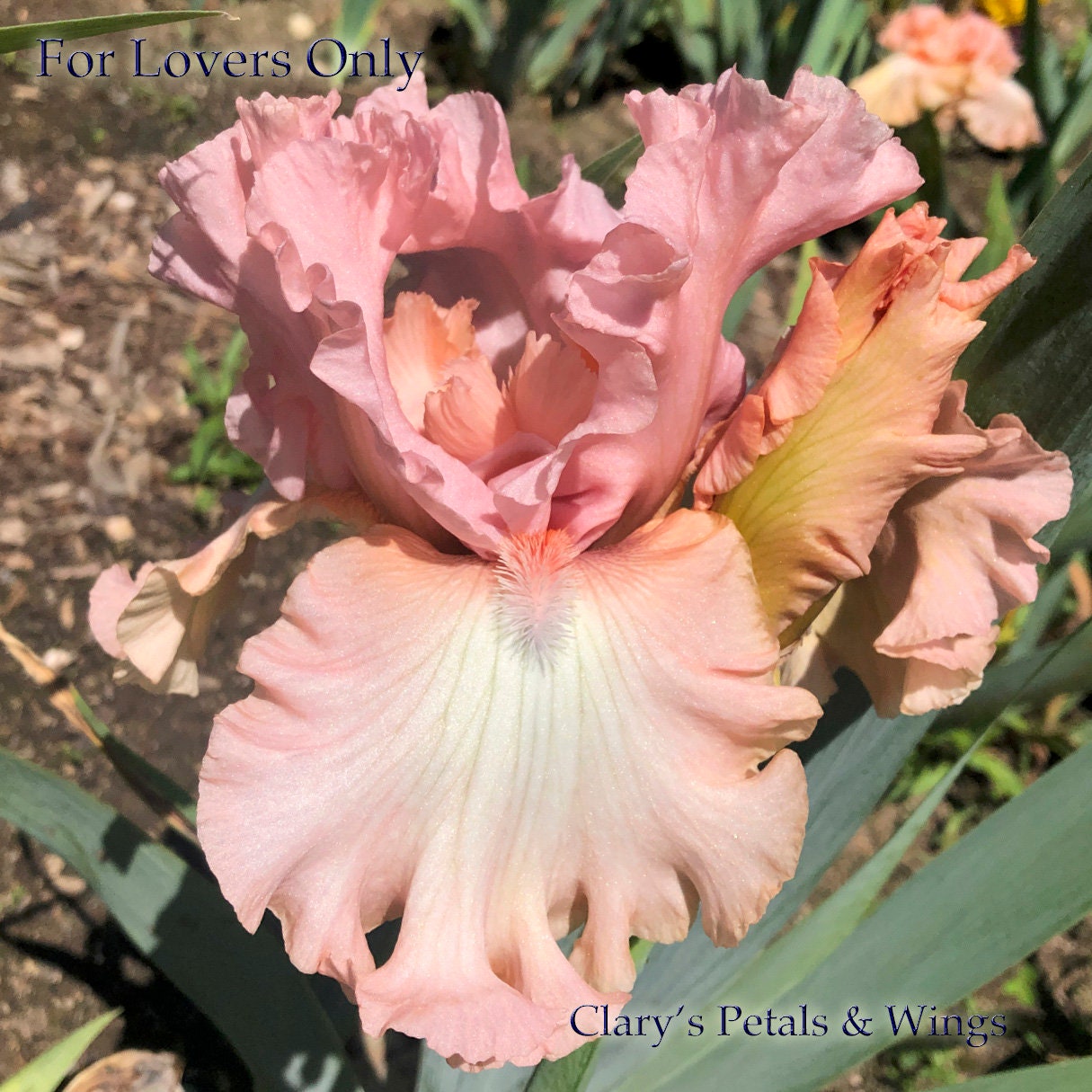 For Lovers Only - Tall Bearded Iris - Award Winner