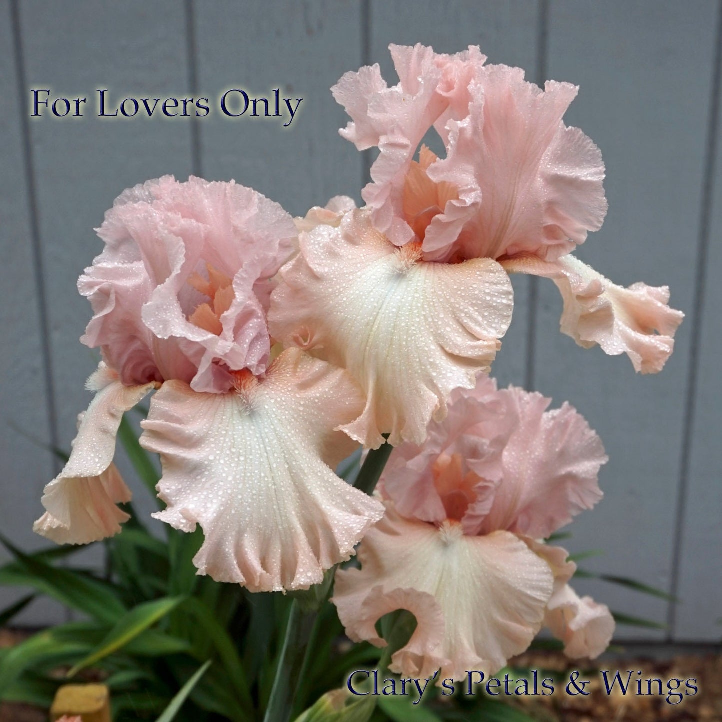 For Lovers Only - Tall Bearded Iris - Award Winner