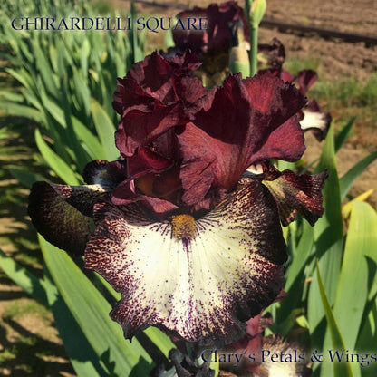 GHIRARDELLI SQUARE - 2016 Tall Bearded Iris