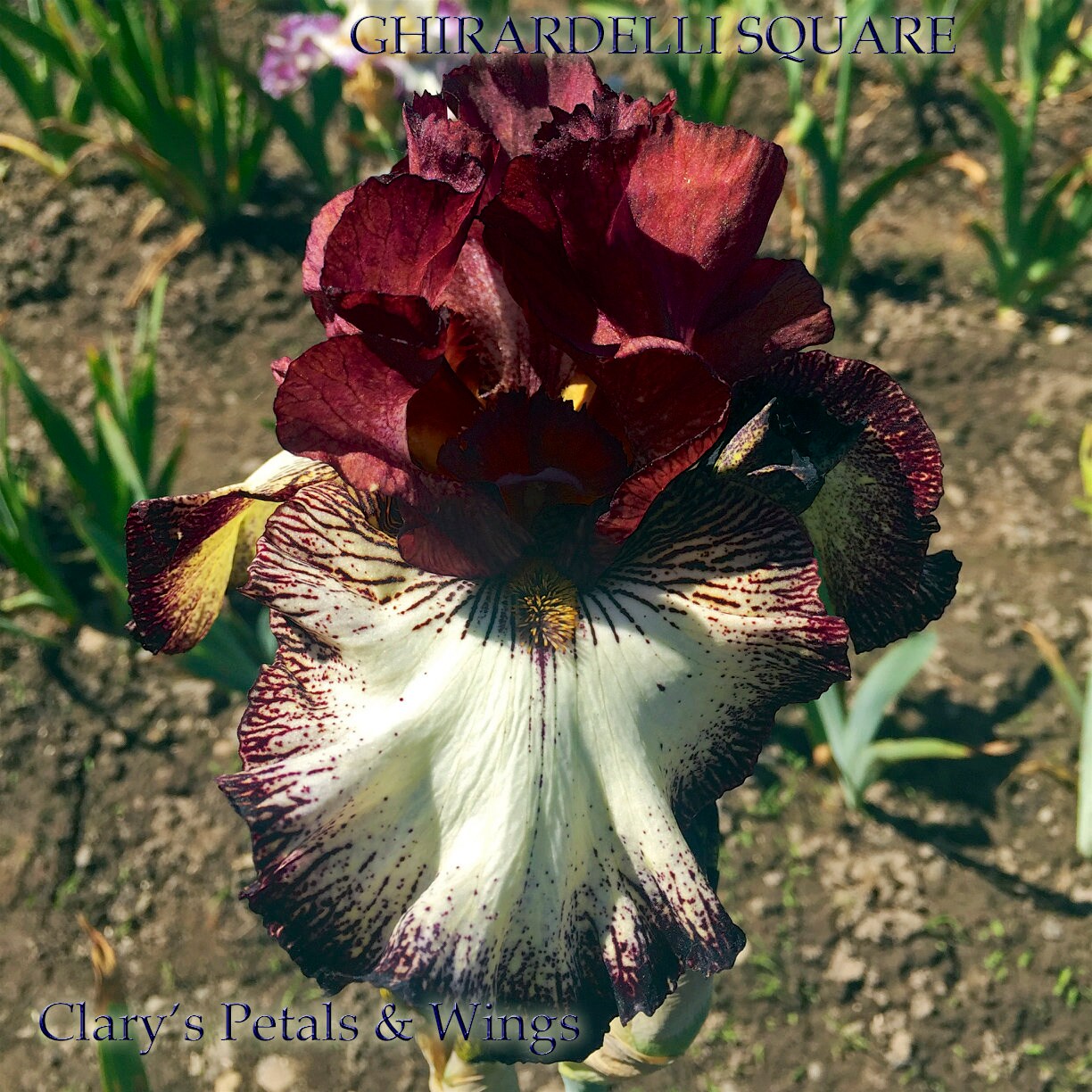 GHIRARDELLI SQUARE - 2016 Tall Bearded Iris