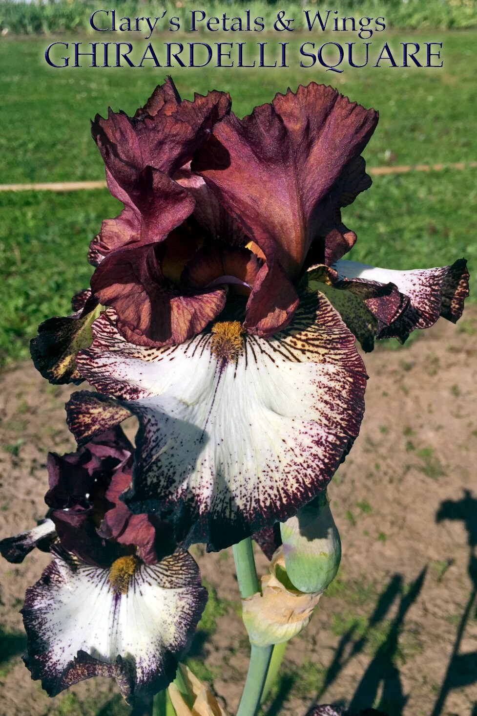 GHIRARDELLI SQUARE - 2016 Tall Bearded Iris