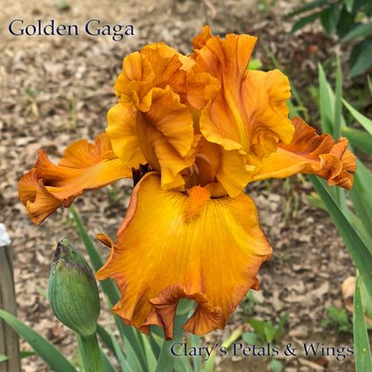 Golden Gaga - Painter 2012 - Tall Bearded Iris - Great color impact