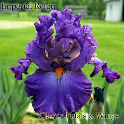 IMPERIAL REIGN -2011- TB