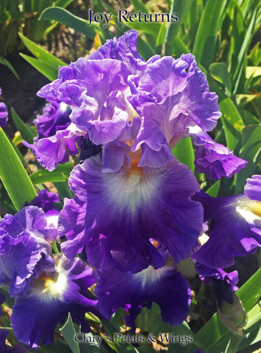 Joy Returns - 2016 Tall Bearded Iris - Fragrant Reblooming Luminata!