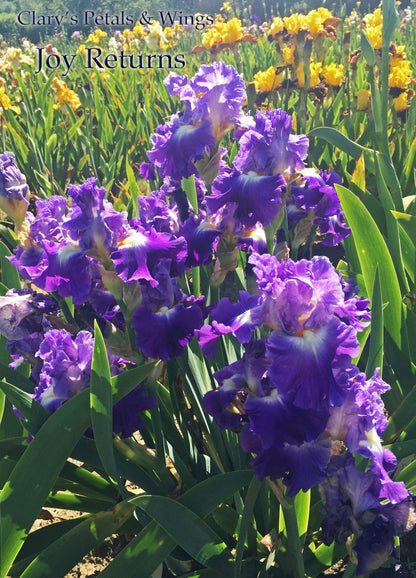 Joy Returns - 2016 Tall Bearded Iris - Fragrant Reblooming Luminata!