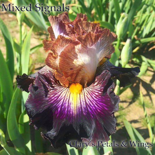 MIXED SIGNALS - 2016 Tall Bearded Iris - Award Winner