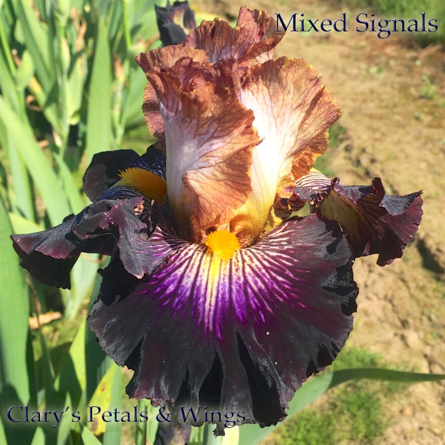 MIXED SIGNALS - 2016 Tall Bearded Iris - Award Winner