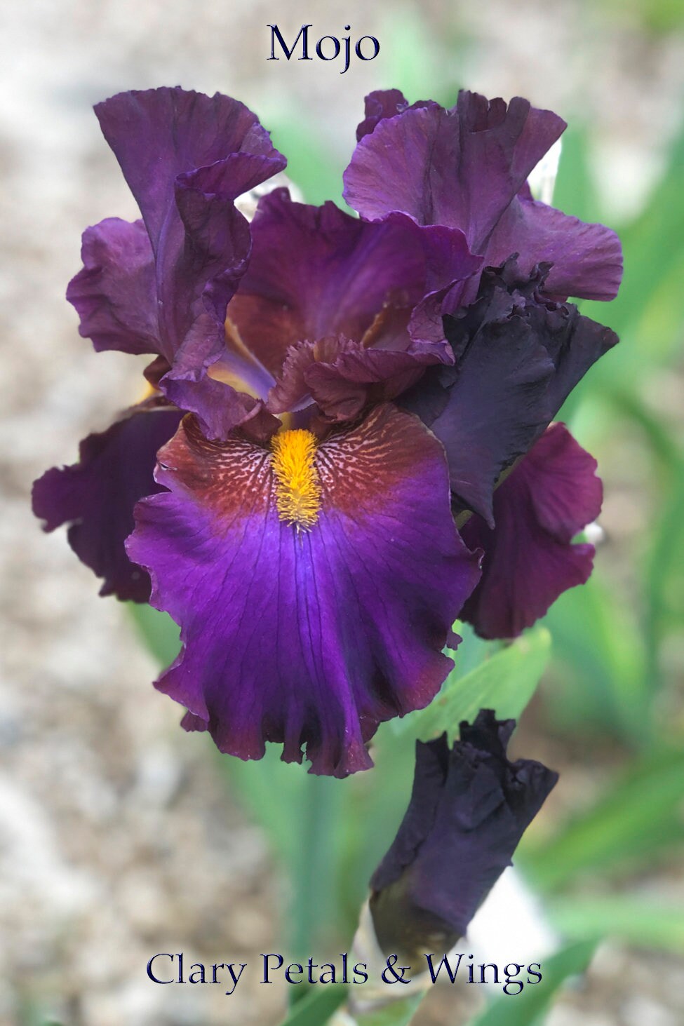 MOJO - 2008 Tall Bearded Iris - Stunning garden stand out