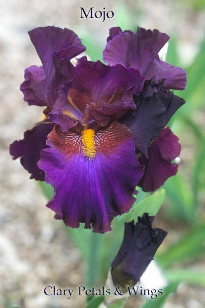 MOJO - 2008 Tall Bearded Iris - Stunning garden stand out