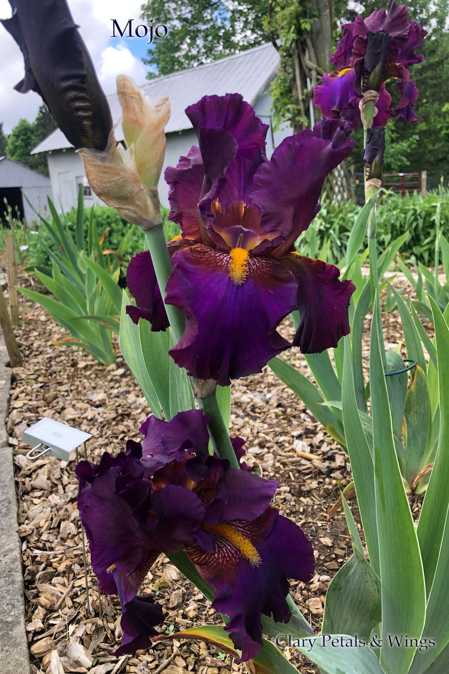 MOJO - 2008 Tall Bearded Iris - Stunning garden stand out