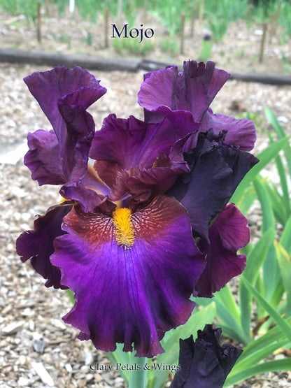 MOJO - 2008 Tall Bearded Iris - Stunning garden stand out