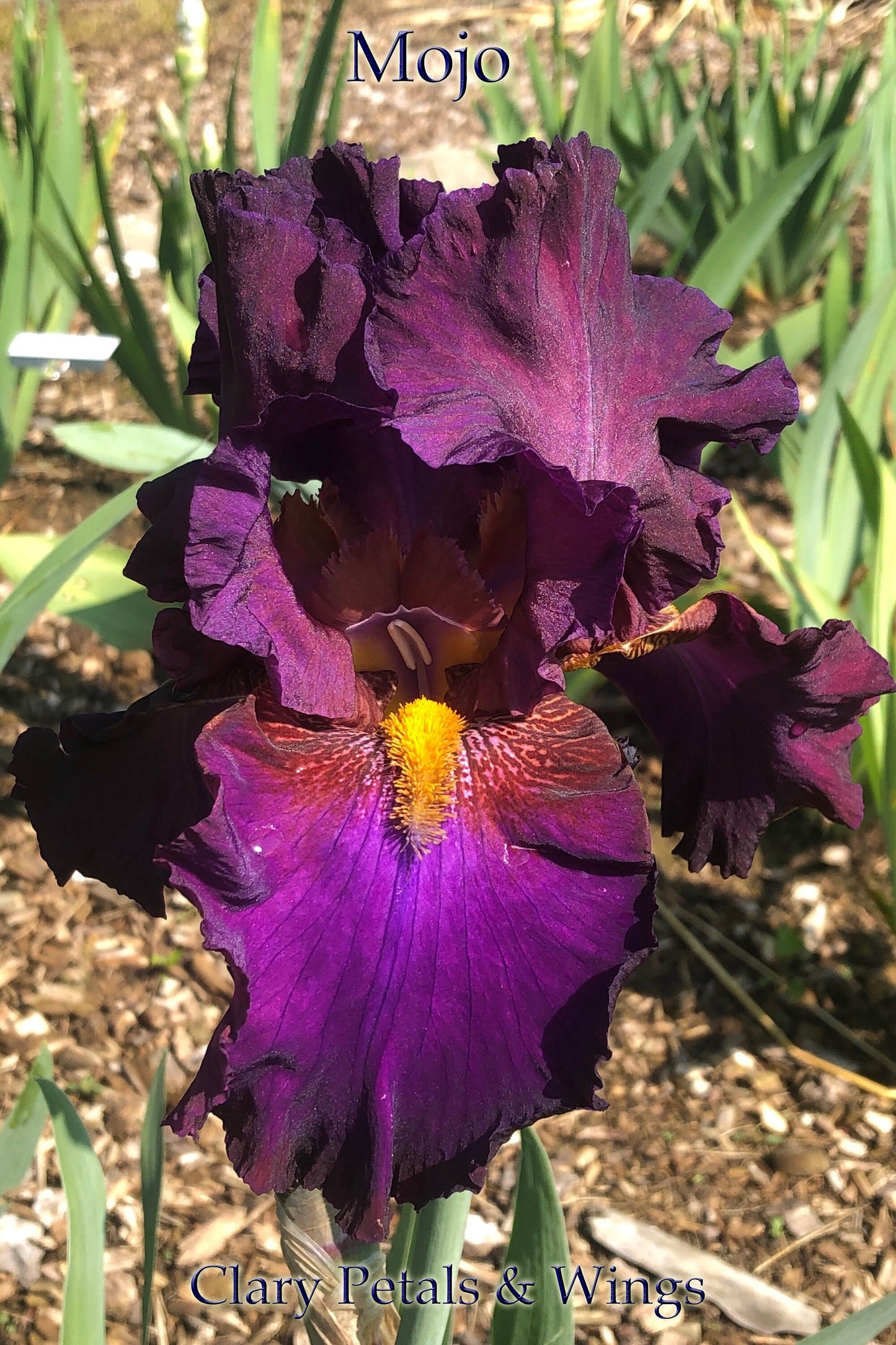 MOJO - 2008 Tall Bearded Iris - Stunning garden stand out