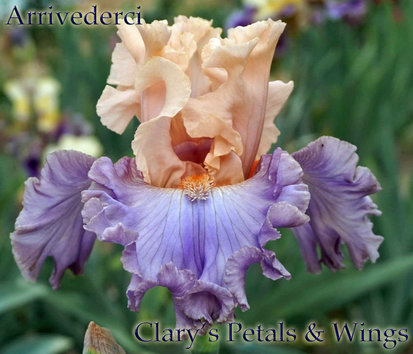 ARRIVEDERCI - 2014 Tall Bearded Iris - Peach/Pink/Lavender