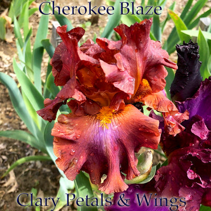 CHEROKEE BLAZE- 2013 Tall Bearded iris - red violet and gold, stunning standout!