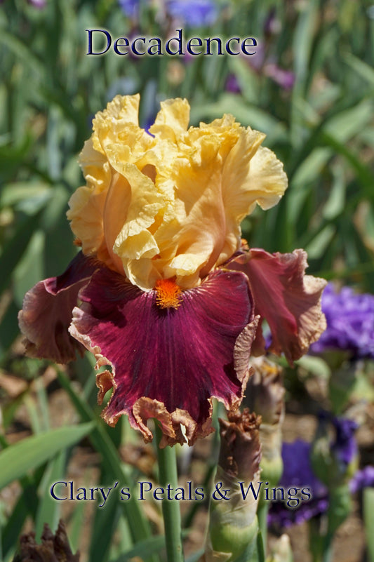 DECADENCE - 2004 - TB