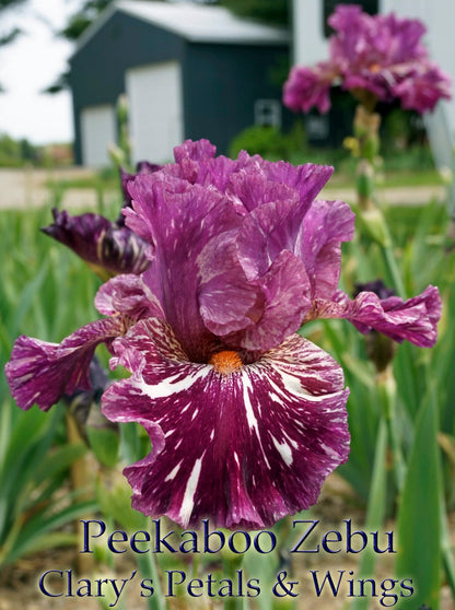 PEEKABOO ZEBU - 2005 Tall Bearded Iris - Award winner - broken color