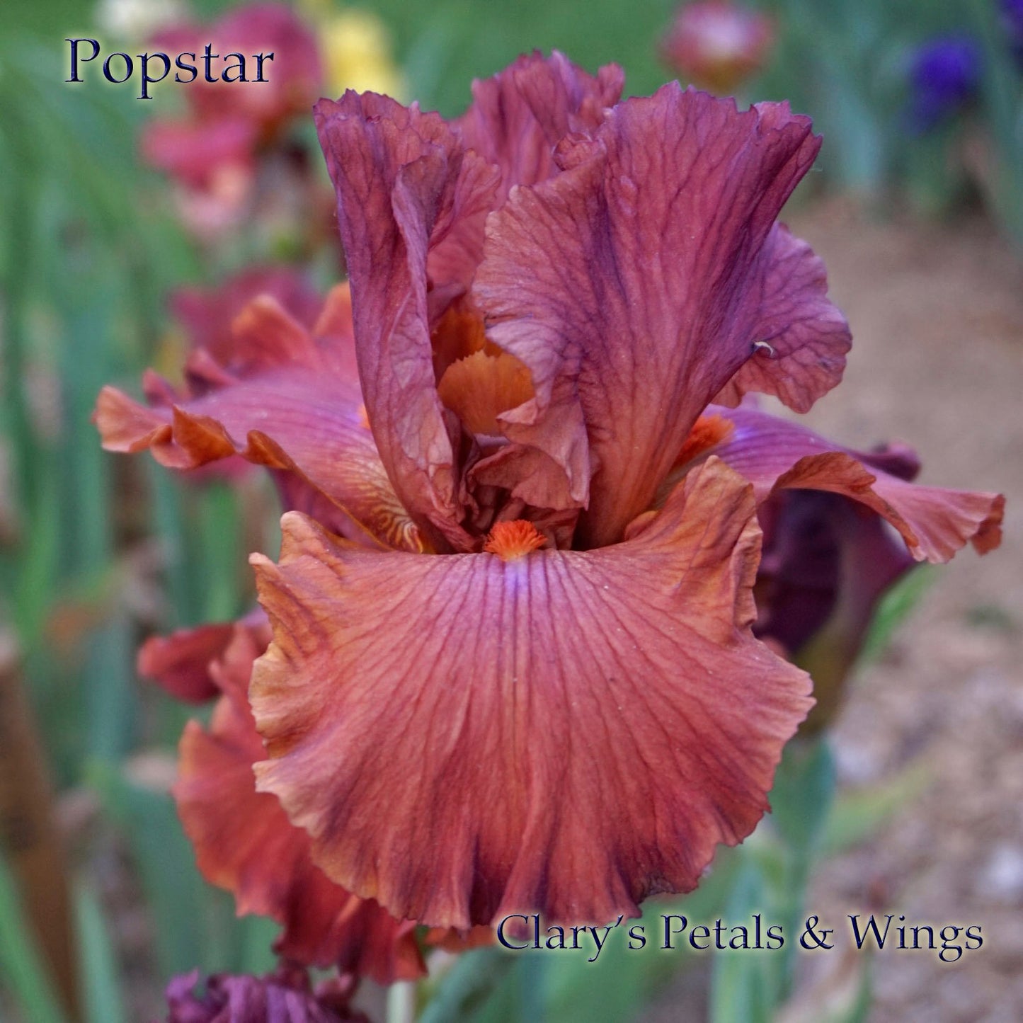 POPSTAR - 2003 - Blythe import - Tall Bearded Iris