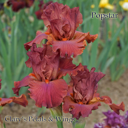 POPSTAR - 2003 - Blythe import - Tall Bearded Iris