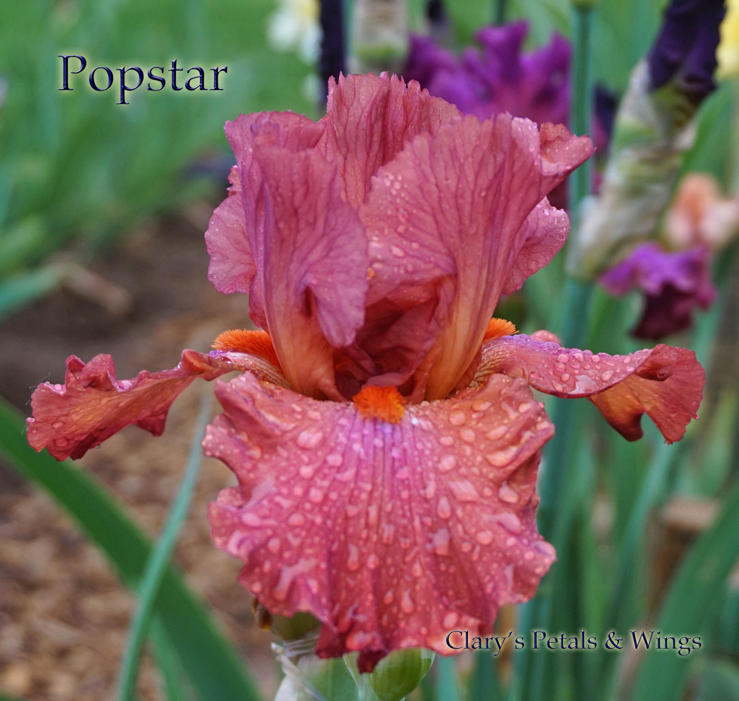 POPSTAR - 2003 - Blythe import - Tall Bearded Iris