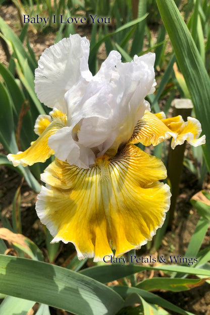 Baby I Love You - 2011 Tall Bearded Iris - Very Fragrant - Award Winner