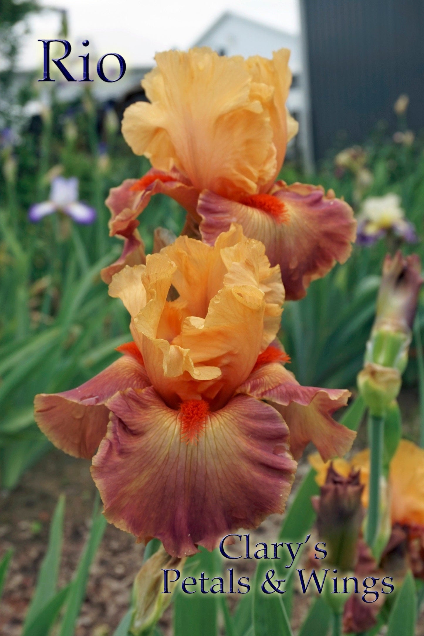 RIO - Tall Bearded Iris - Award Winner! Coral, Rose Mauve, Apricot