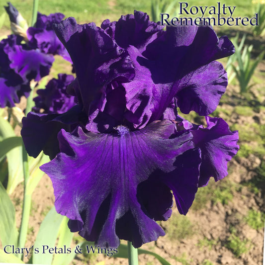 Royalty Remembered - 2017 Tall Bearded Iris - Reblooming & Award Winning