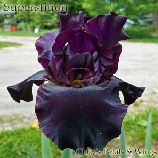 SUPERSTITION  Historic Tall Bearded Iris - Late Bloom, Black