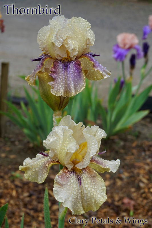 THORNBIRD - 1989 - TB - Fragrant