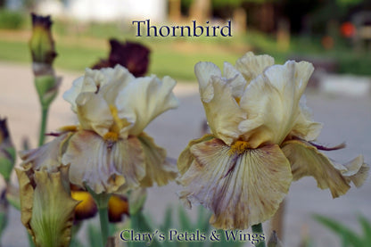 Thornbird Historic Tall Bearded Iris - Dykes Medal 1997 - reblooming