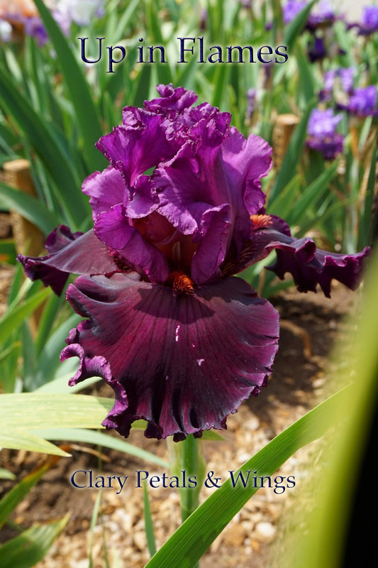 UP IN FLAMES - 2010 - TB - Fragrant