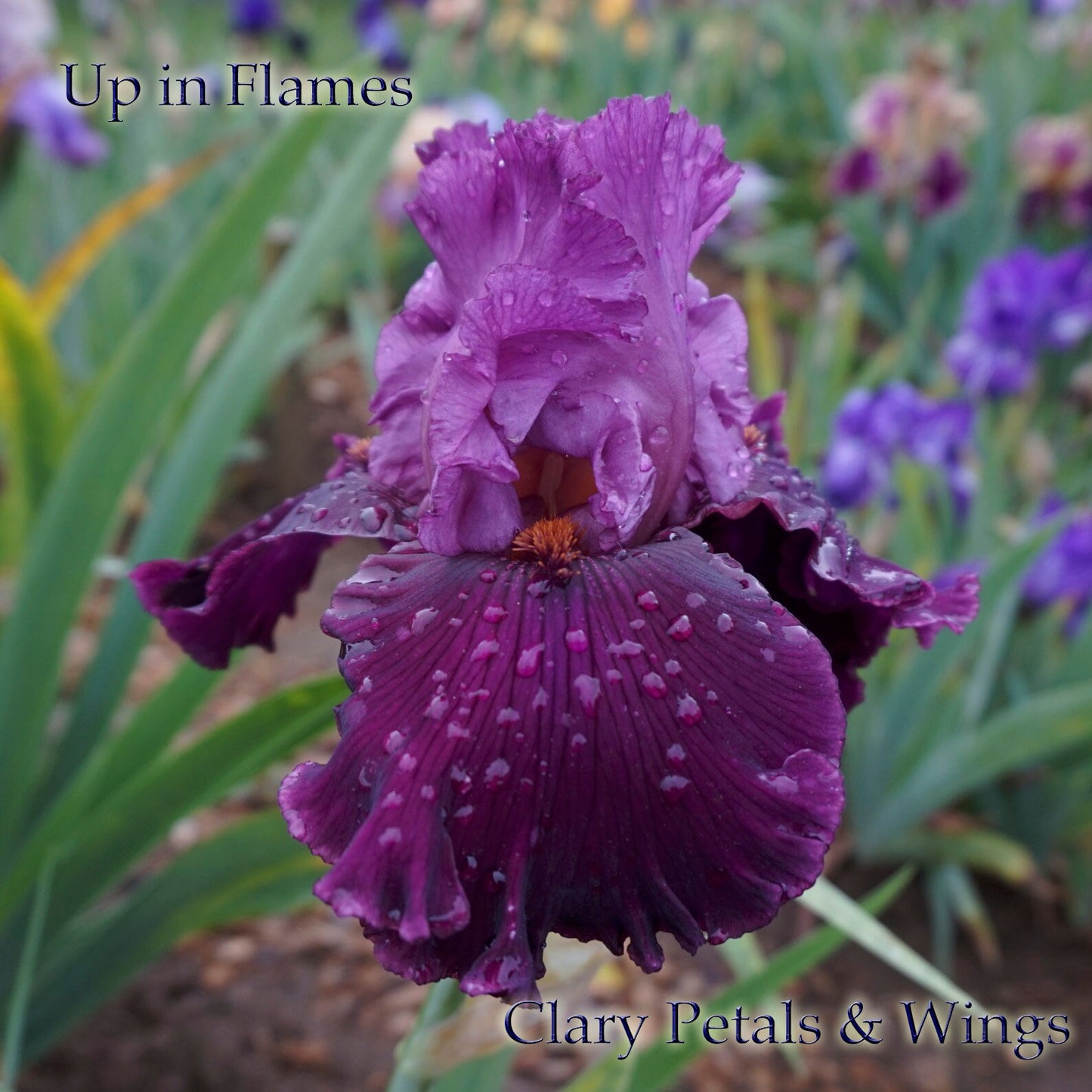 UP IN FLAMES - 2010 Tall Bearded Iris -  A fragrant award winner