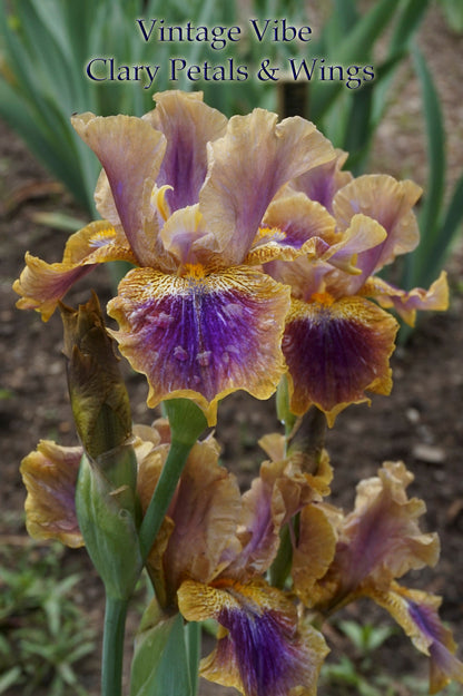 VINTAGE VIBE - 2015 Intermediate Bearded Iris