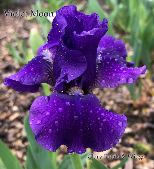 VIOLET MOON - 2018 - IB - Reblooming