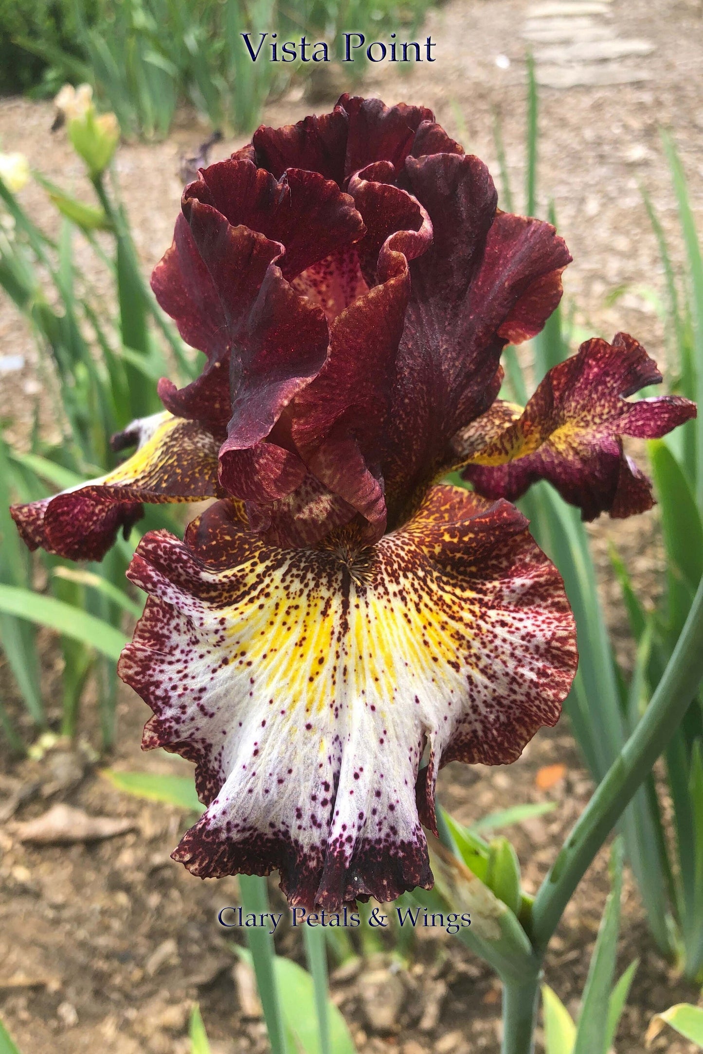 Vista Point - 2017 Tall Bearded Iris