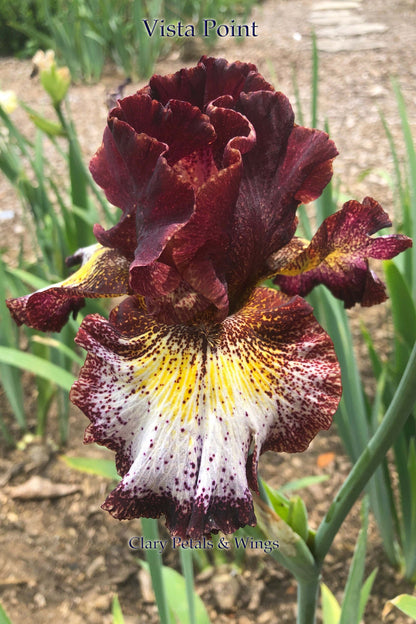 Vista Point - 2017 Tall Bearded Iris