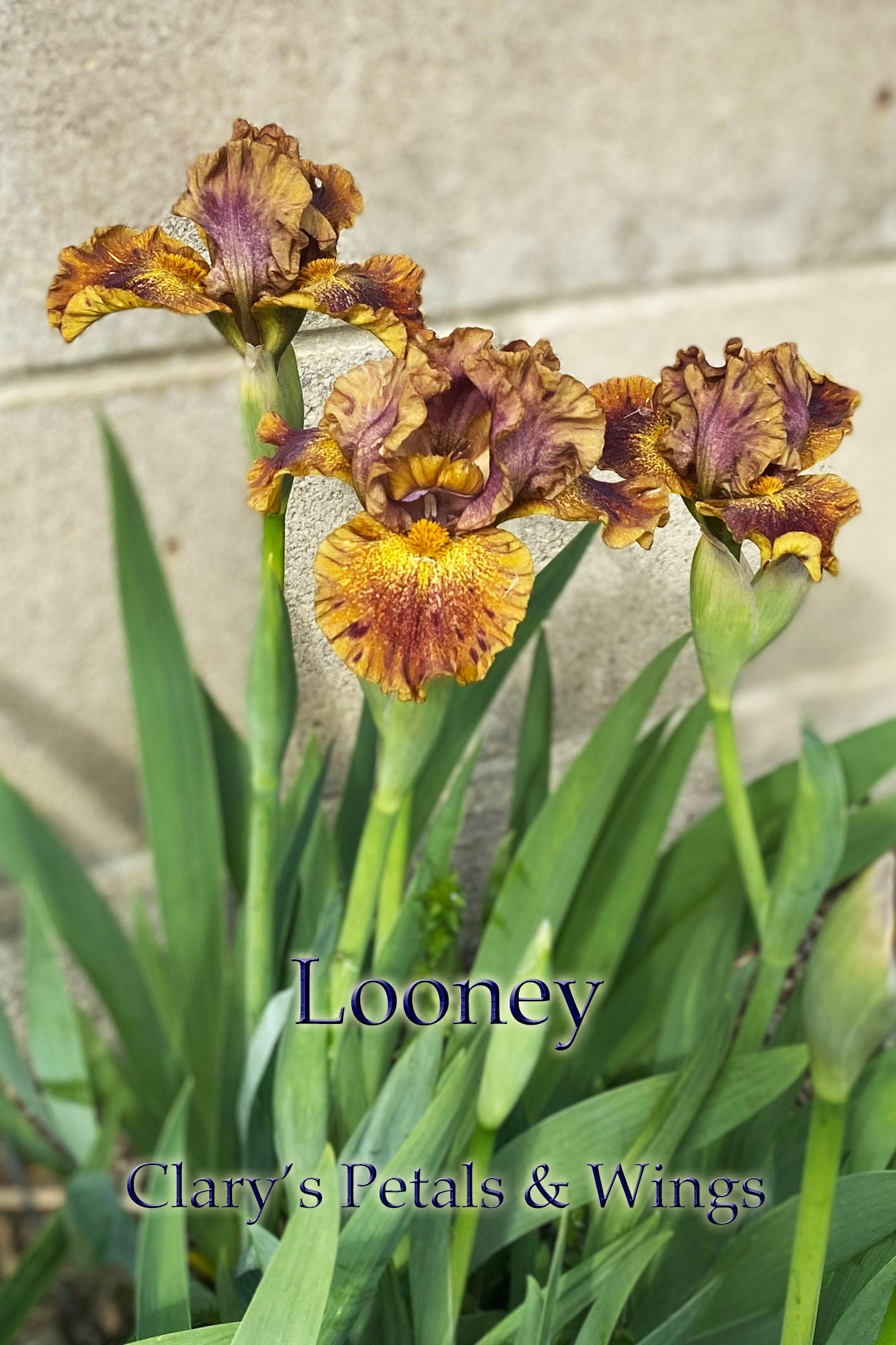 Looney - Standard Dwarf Bearded Iris - Very unique and showy