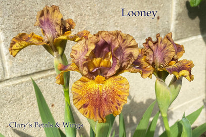 Looney - Standard Dwarf Bearded Iris - Very unique and showy