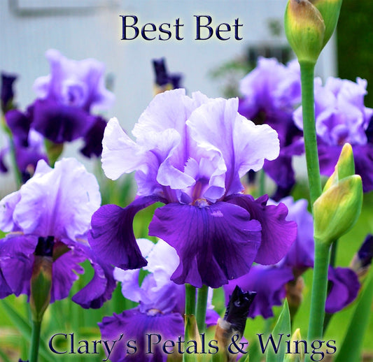 Best Bet   Tall Bearded Iris  **Reblooming** Award Winner!