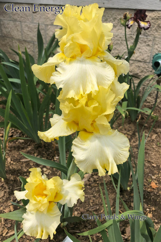 CLEAN ENERGY - 2018 Tall Bearded Iris - bubble ruffled, fragrant