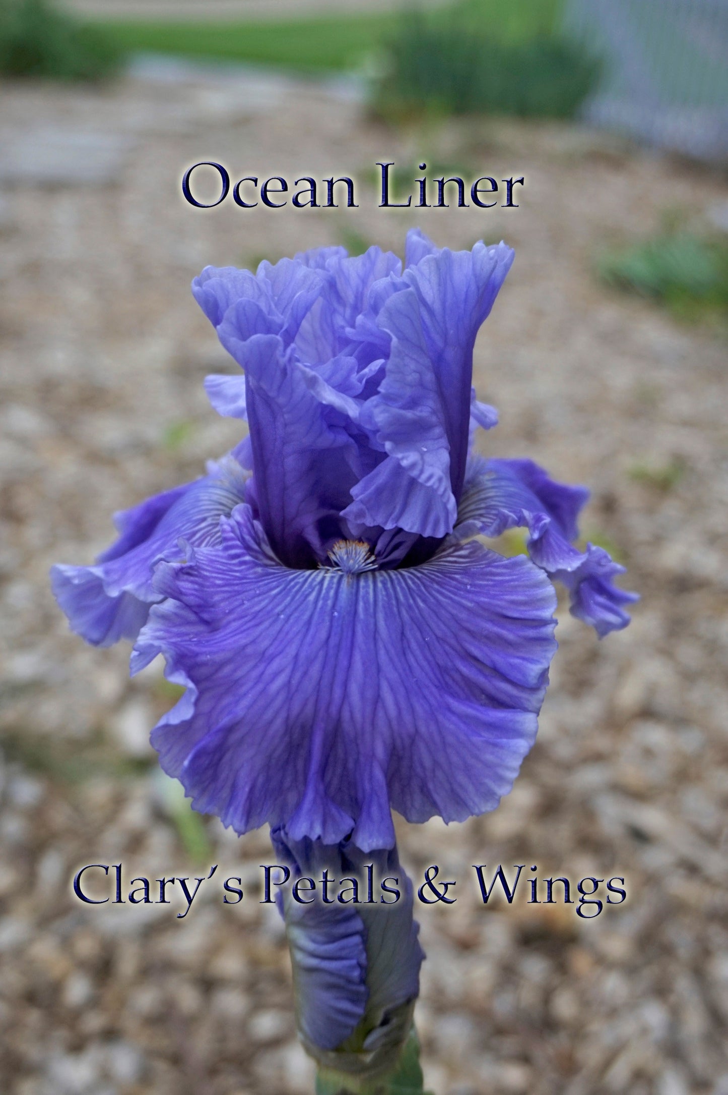 OCEAN LINER - 2017 Tall Bearded Iris - Award Winner
