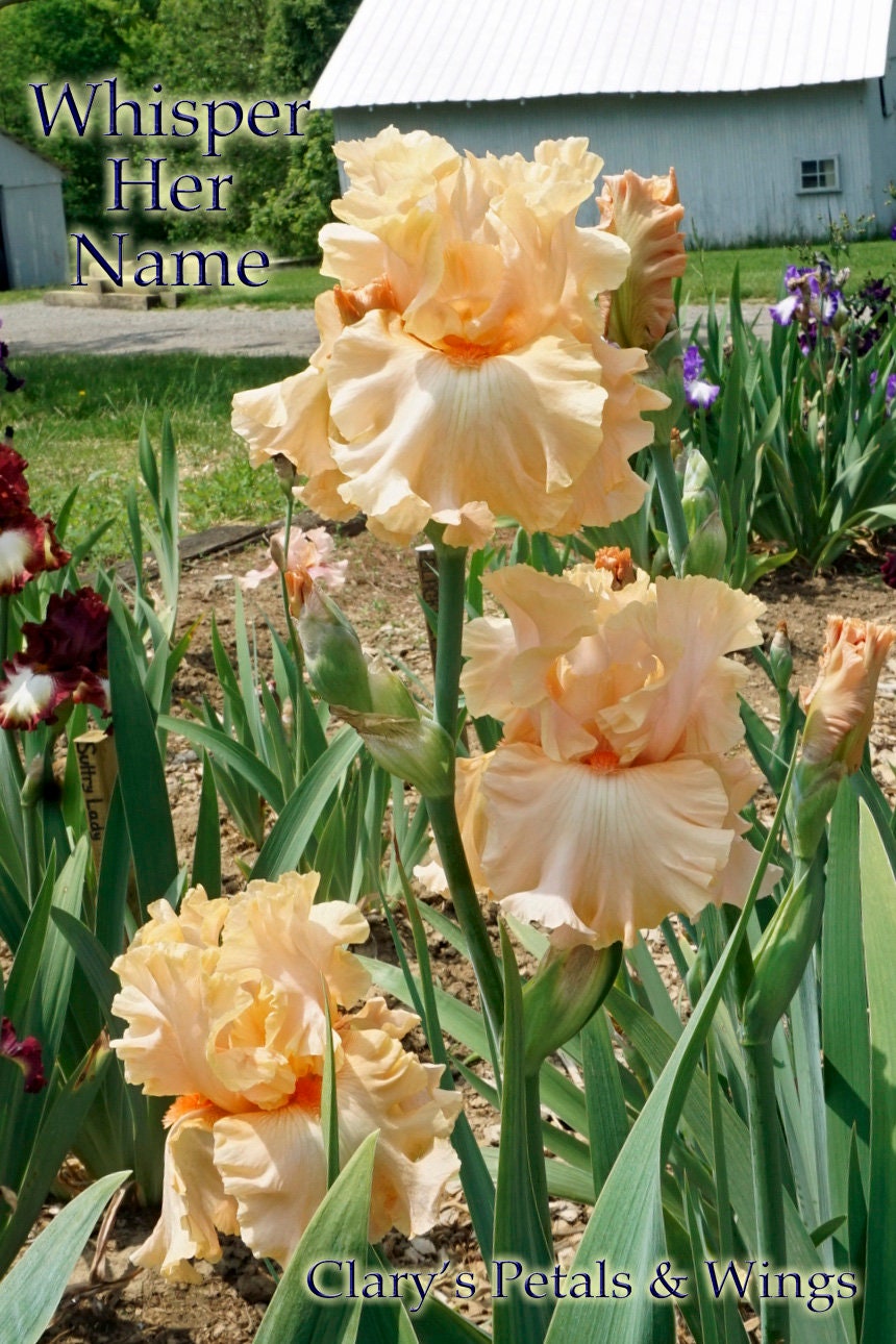 Whisper Her Name - 2011 Tall Bearded Iris - Blyth Import