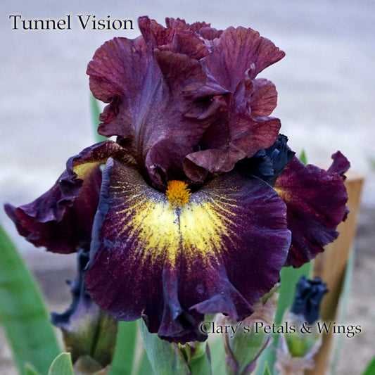 TUNNEL VISION - 2010 Tall Bearded Iris - Plicata - Award Winner