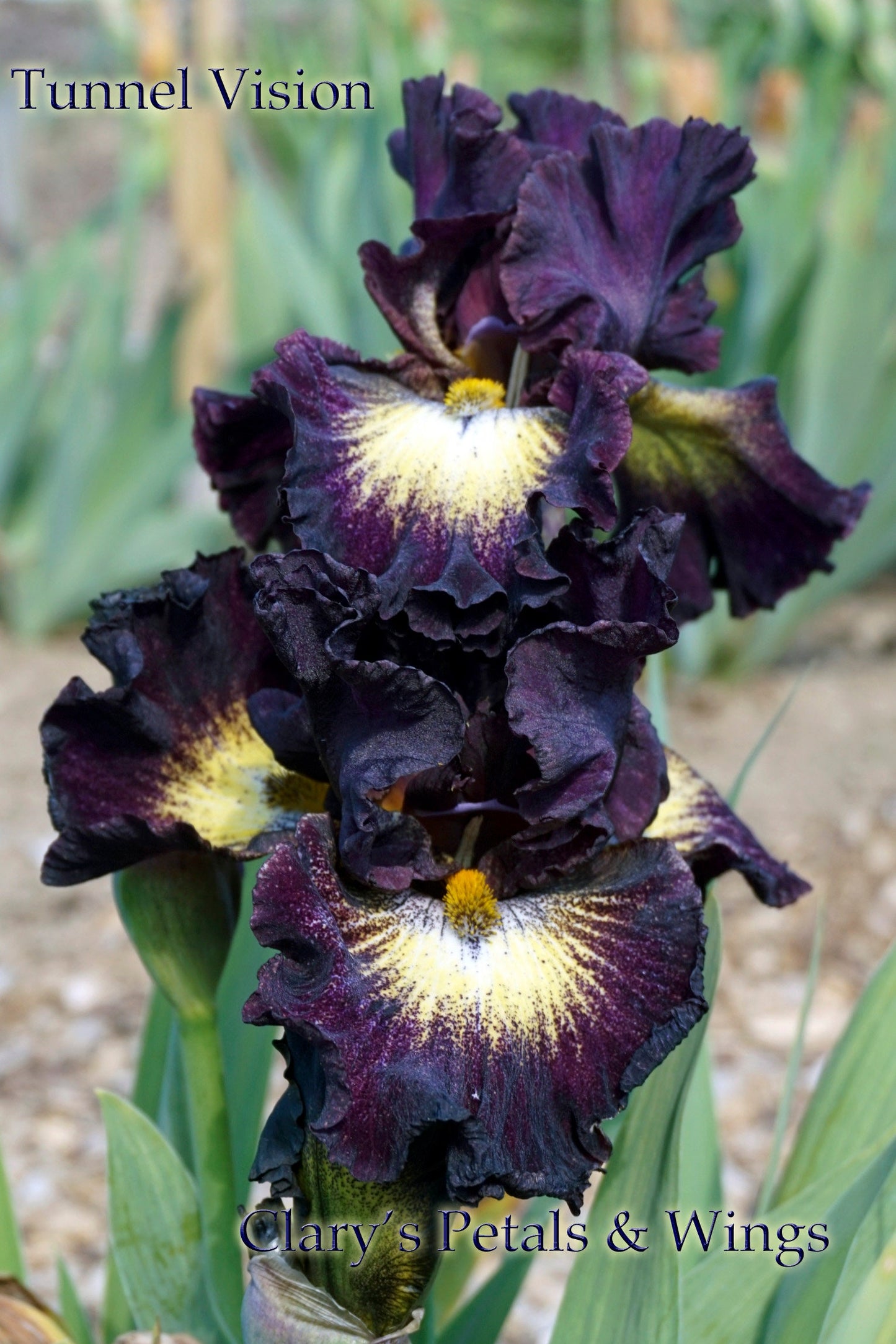 TUNNEL VISION - 2010 Tall Bearded Iris - Plicata - Award Winner
