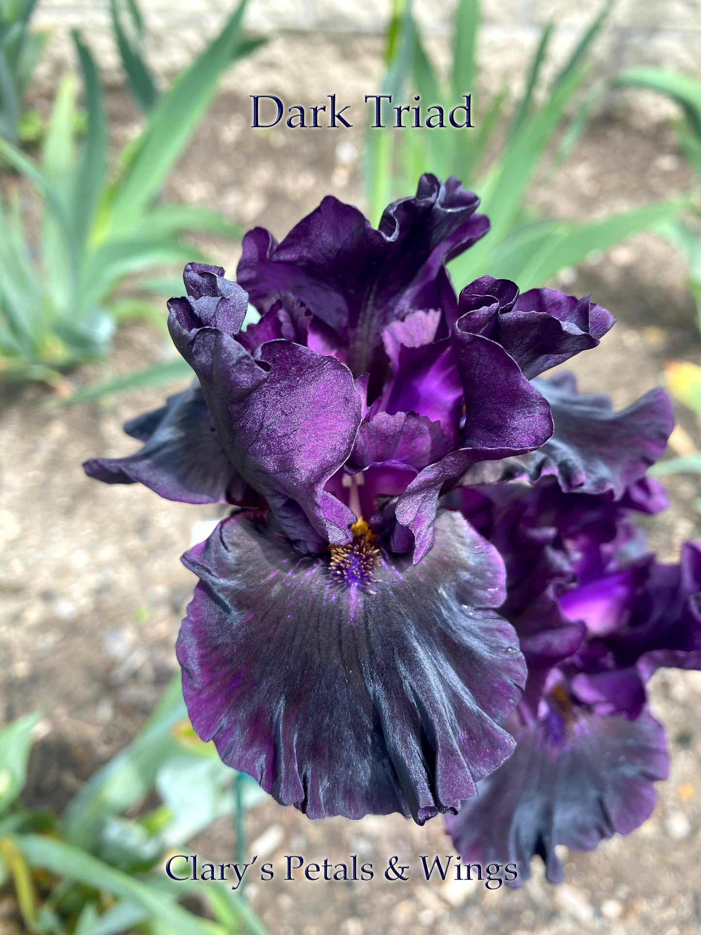 Dark Triad - Intermediate Bearded Iris - Stylish glossy black & purple