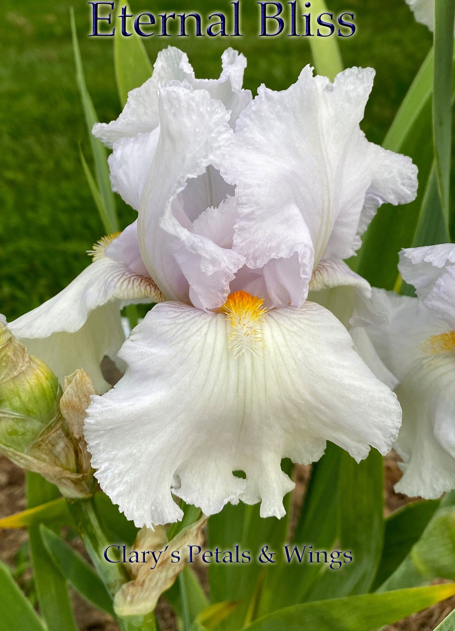 Eternal Bliss - Tall Bearded Iris -  Rebloomer