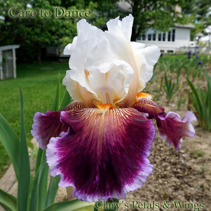 CARE TO DANCE - 2013 Tall Bearded Iris - Cream Rose