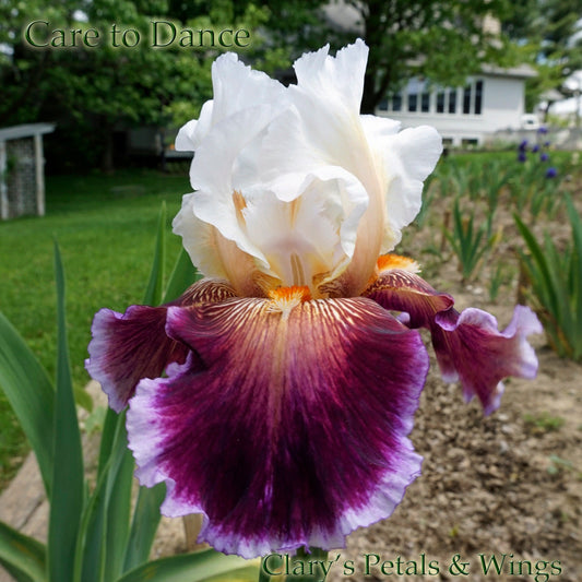 CARE TO DANCE - 2013 Tall Bearded Iris - Cream Rose