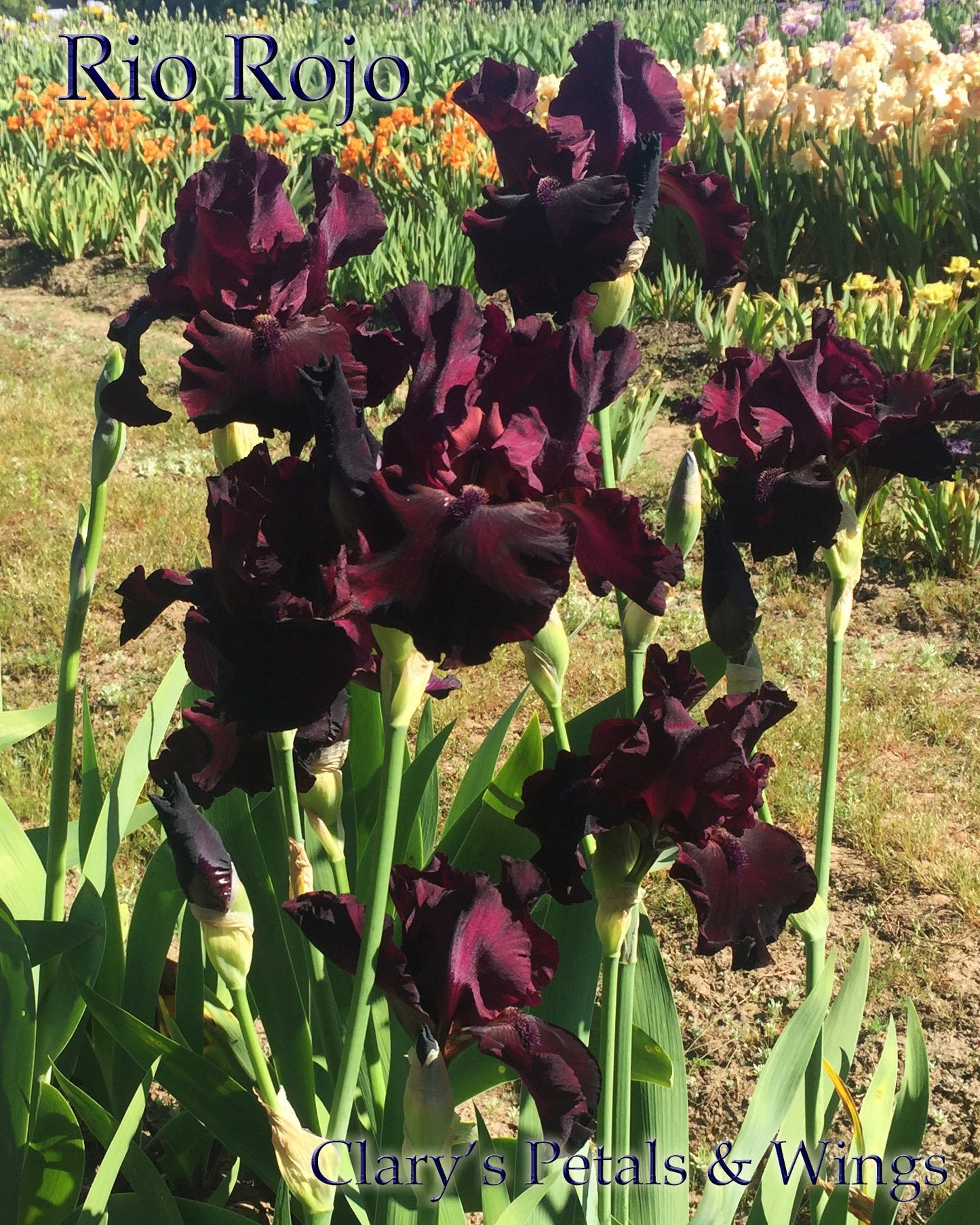 RIO ROJO - 2009 Tall Bearded Iris - Red Award Winner