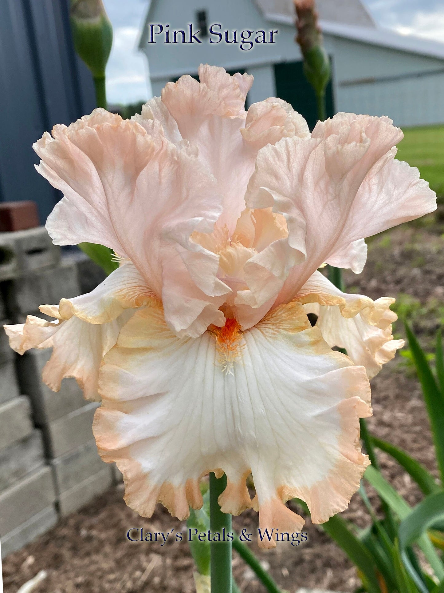 PINK SUGAR - M. Sutton 2017 Tall Bearded Iris