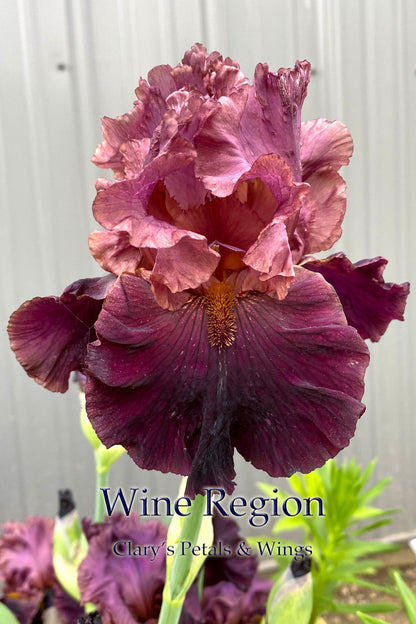 WINE REGION  - 2018 Tall Bearded Iris - Ruffled Late blooming Show Stopper!